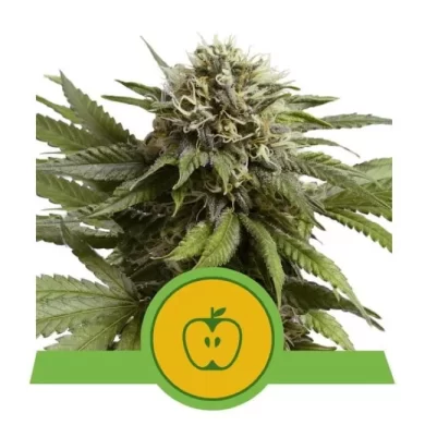 Apple Fritter Auto Feminized Seeds