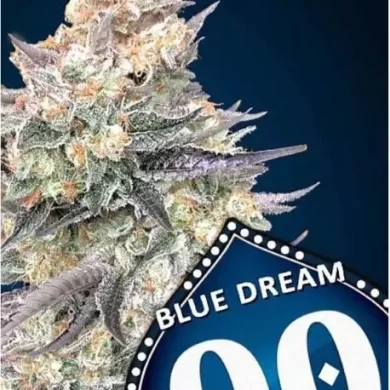 blue-dream-fast seed bank