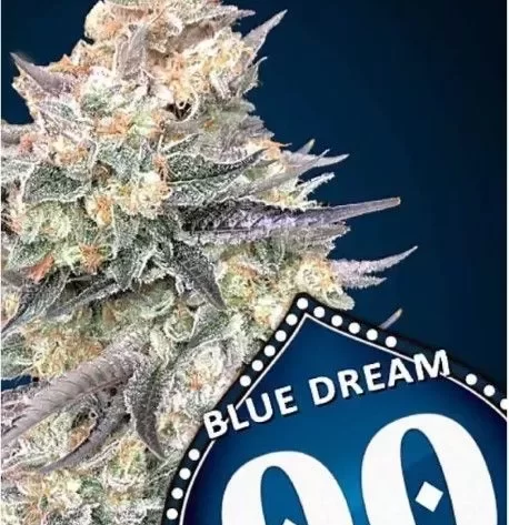 blue-dream-fast seed bank
