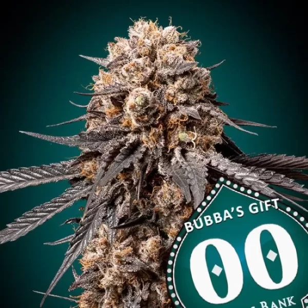 bubbas-gift-cannabis seeds at Jellye seed bank