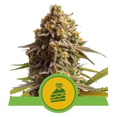 Wedding Cake Auto Feminized Seeds