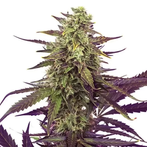 Cereal Milk Feminized Seeds