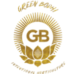 Find and buy Green Bodhi cannabis seeds