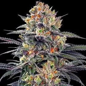 ealous Mary Auto is an indica-dominant auto based on a Gelato #41 x Sunset Sherbet cross. This strain is very straightforward to grow and produces good yields of potent, tasty buds. Jealous Mary Auto plants are medium-sized, reaching a height of 120 cm. indoors and up to 150 cm. outdoors. Plants take between 65 - 70 days from seed to harvest with indoor yields of 400 - 500 gr/m2. Plants grown outdoors are able to yield between 75 - 120 gr each. Jealous Mary Auto Feminized Seeds - 5