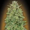 00 Skunk Feminized Seeds