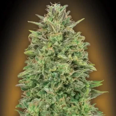 00 Skunk Feminized Seeds