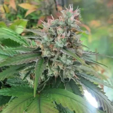 God Bud CBD Regular Seeds - 12