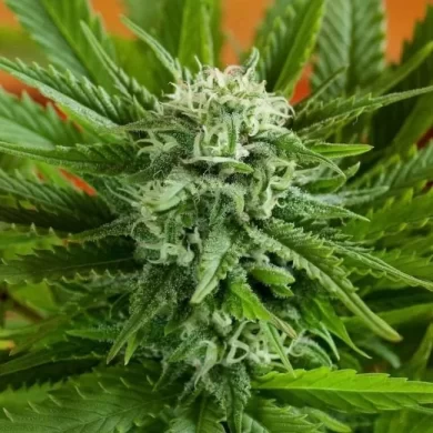 Pineapple Express Auto Feminised Seeds - 5