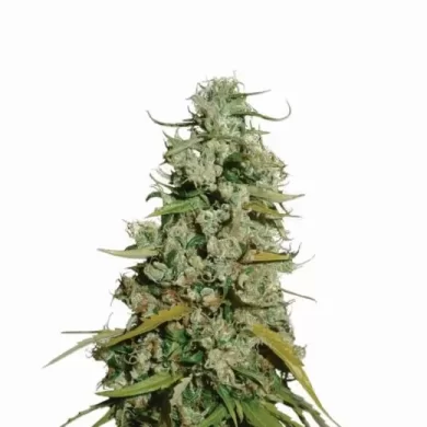 Hawaii Maui Waui Feminized Seeds -Nirvana Seeds