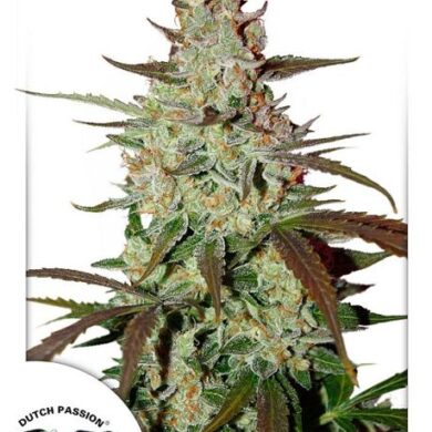 Blue Mazar Auto Feminized Seeds