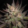 Purple Haze Feminised Seeds - 5