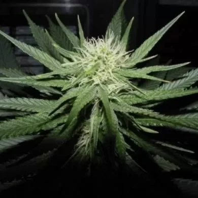 Sweet God Regular Seeds - 12