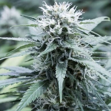 Sweet Amnesia Feminised Seeds - 5