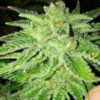 Strawberry OG Feminised Seeds - 6