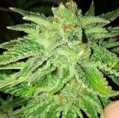 Strawberry OG Feminised Seeds - 6