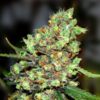 Skunk #1 Feminised Seeds - 5