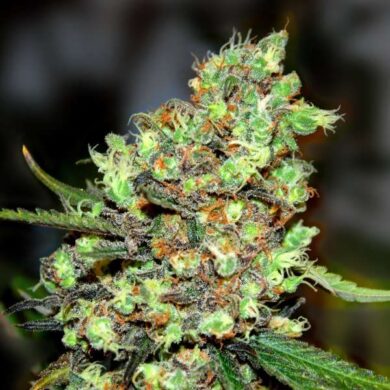 Skunk #1 Feminised Seeds - 5