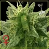 Lemon Skunk Feminised Seeds - 10