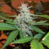 BC Lowryder #2 Auto Feminised Seeds - 6