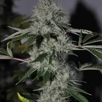 Chem 4 OG Feminised Seeds - 6