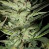 Mozarella Feminised Seeds - 5