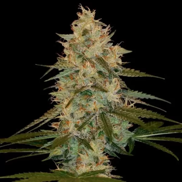 Chocolope Kush Feminised Seeds - 6