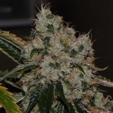 Chem 91 Feminised Seeds - 6