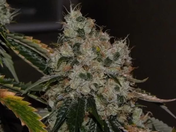 Chem 91 Feminised Seeds - 6