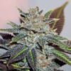 Night Nurse Regular Seeds - 12