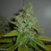 SFV OG Kush Feminised Seeds - 6