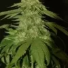 Holy Grail Kush Feminised Seeds - 6