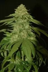 Holy Grail Kush Feminised Seeds - 6