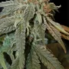 Haoma Feminised Seeds - 6