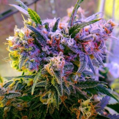 Aurora Indica Feminized Seeds