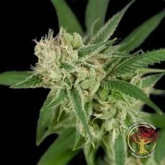 Sour Banana Sherbet Regular Seeds - 12