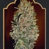 Chocolate Skunk Auto Feminized Seeds