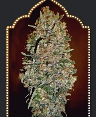 Chocolate Skunk Auto Feminized Seeds