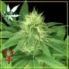 Bubba Kush Feminised Seeds - 10