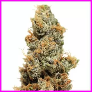 Pineapple Chunk Feminised Seeds - 5