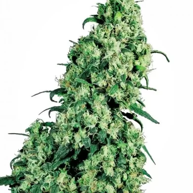 Skunk #1 Regular Seeds - 10