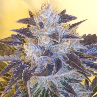 Grape OG Feminised Seeds - 6