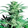 Shiva Skunk Regular Seeds - 10