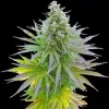 Blueberry Gum Feminised Seeds - 5