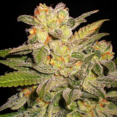 NL Auto Feminised Seeds - 5