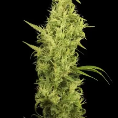 Sunshine Feminised Seeds - 6