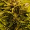 OG CBD Feminised Seeds - 6