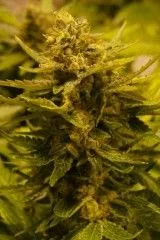 OG CBD Feminised Seeds - 6