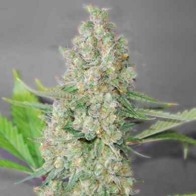 Super Skunk Feminised Seeds - 5