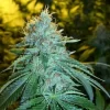 The OG #18 Feminised Seeds - 6