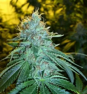 The OG #18 Feminised Seeds - 6